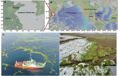 High photoreactivity of chromophoric dissolved organic matter derived from Ulva prolifera and Sargassum